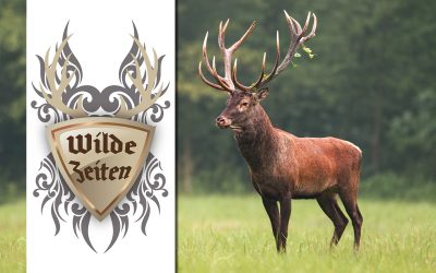 Strong male red deer, cervus elaphus, stag standing calmly on meadow isolated on green blurred background. Buck with big massive antlers trophy. Wild animal in natural environment. Dominant male.